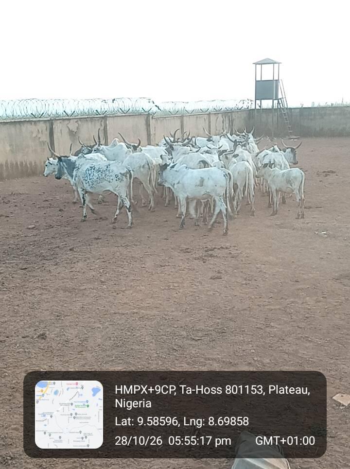 Troops Intercept 38 Cattle Grazing on Farms in Riyom,…