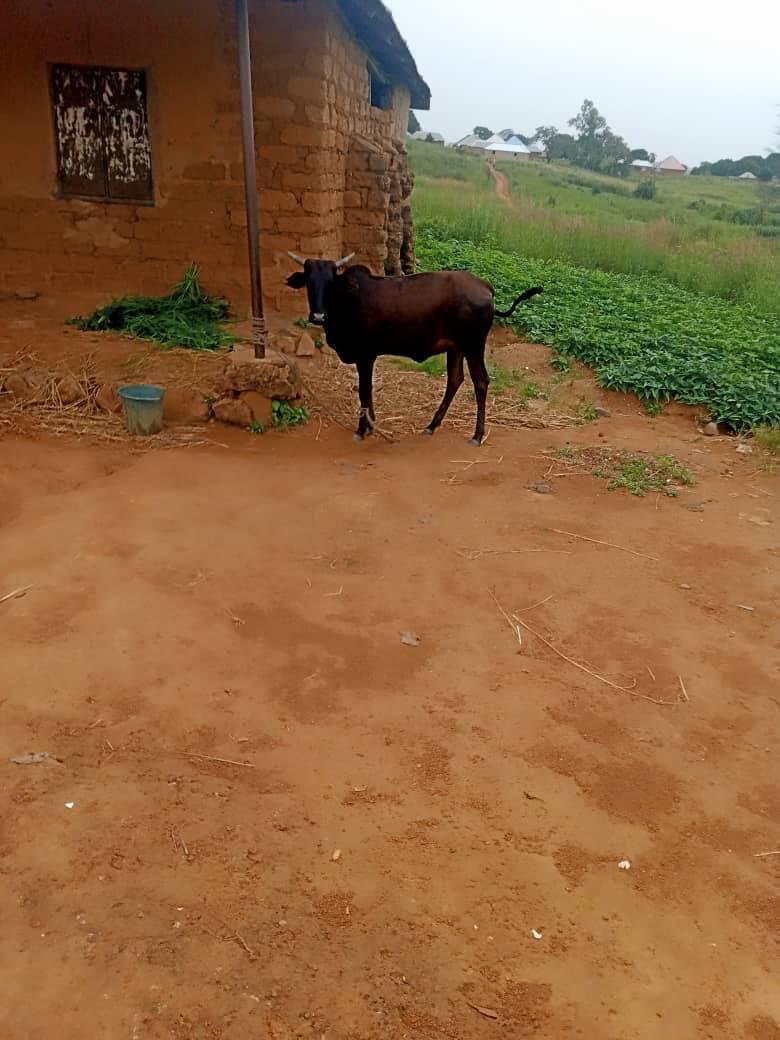Troops arrest herder after alleged farm destruction…