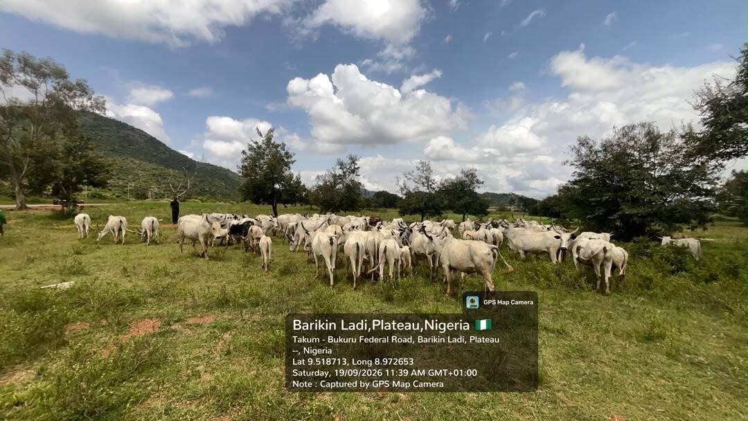 Troops intercept cattle grazing on farm in Barkin Ladi