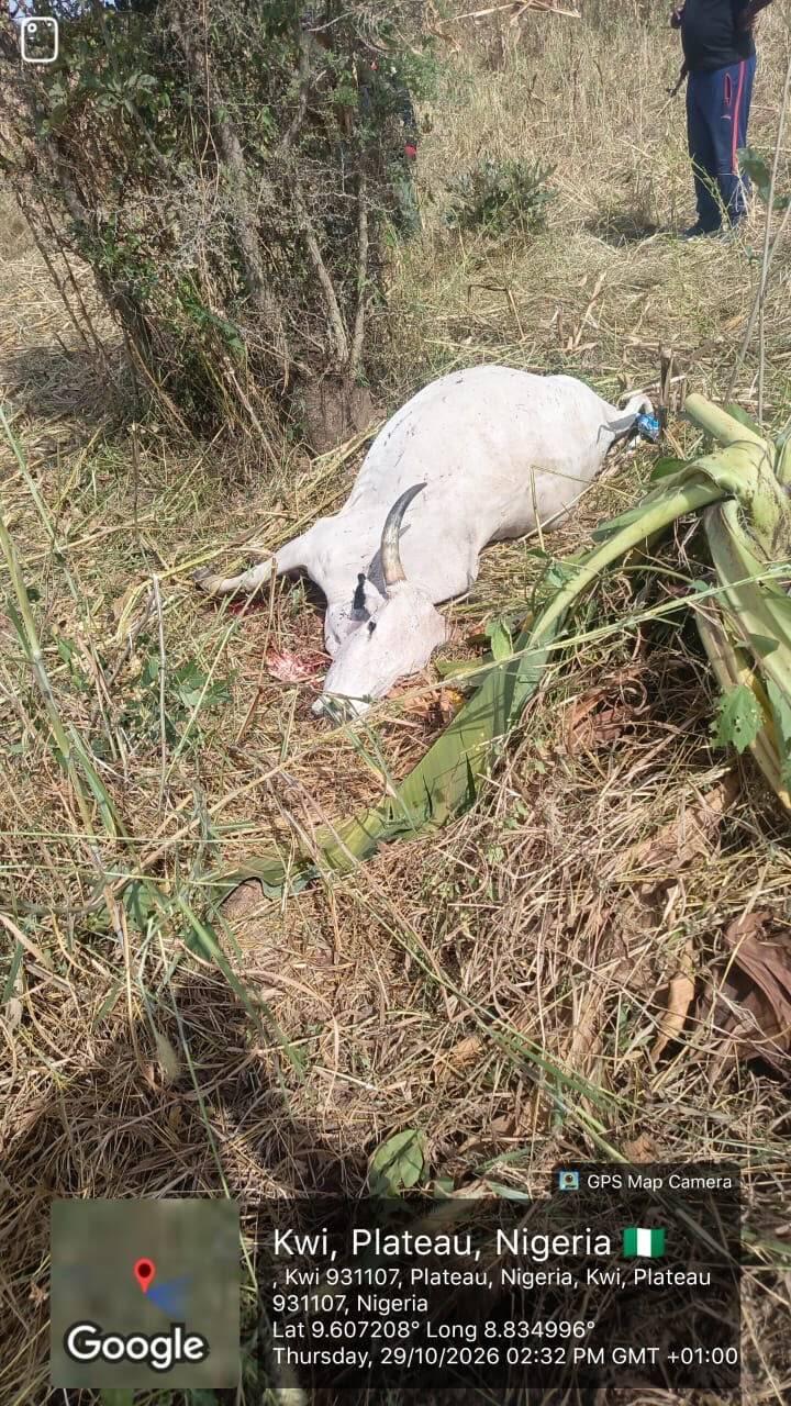 Cow Dies After Suspected Poisoning by Berom Militia…