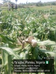Troops launch manhunt for herders after alleged destruction&hellip;