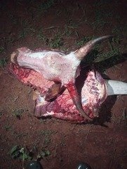 Berom Militia Kill Cow in Riyom Plateau&hellip;
