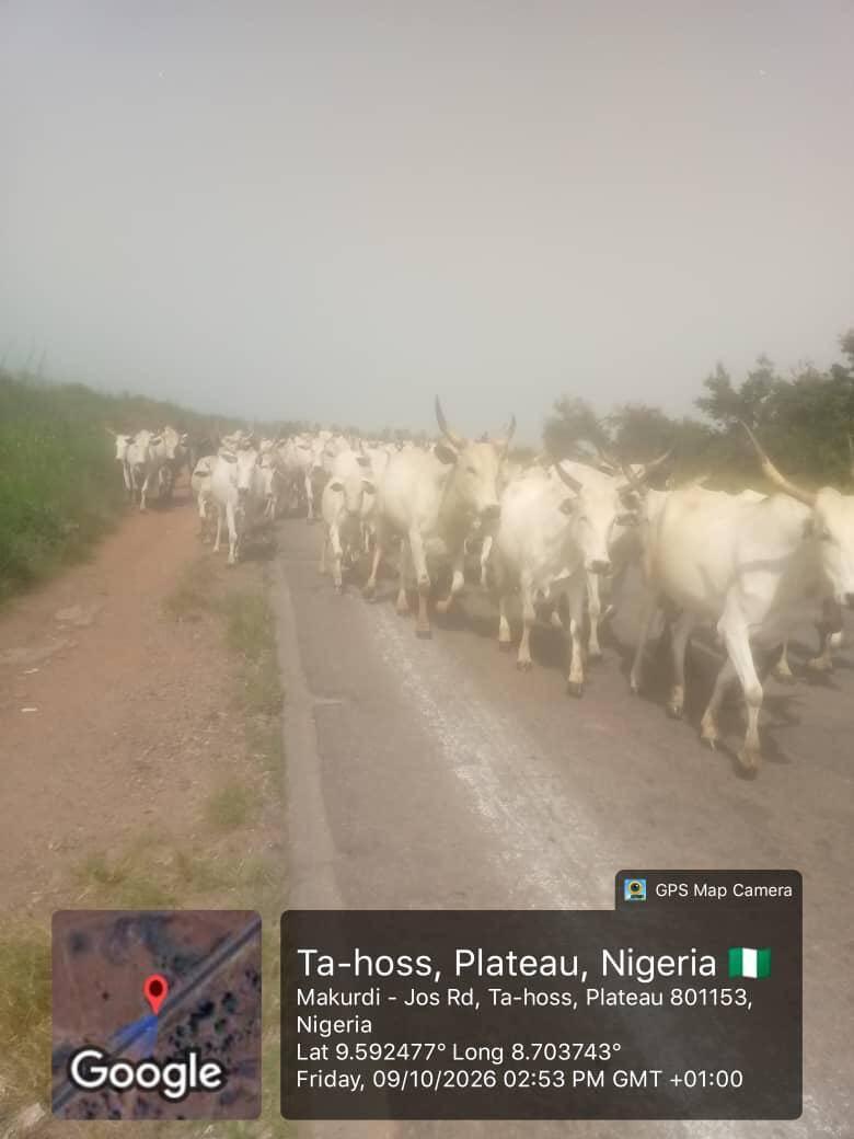 Troops Arrest Herder, Recover 69 Cattle After Farm…