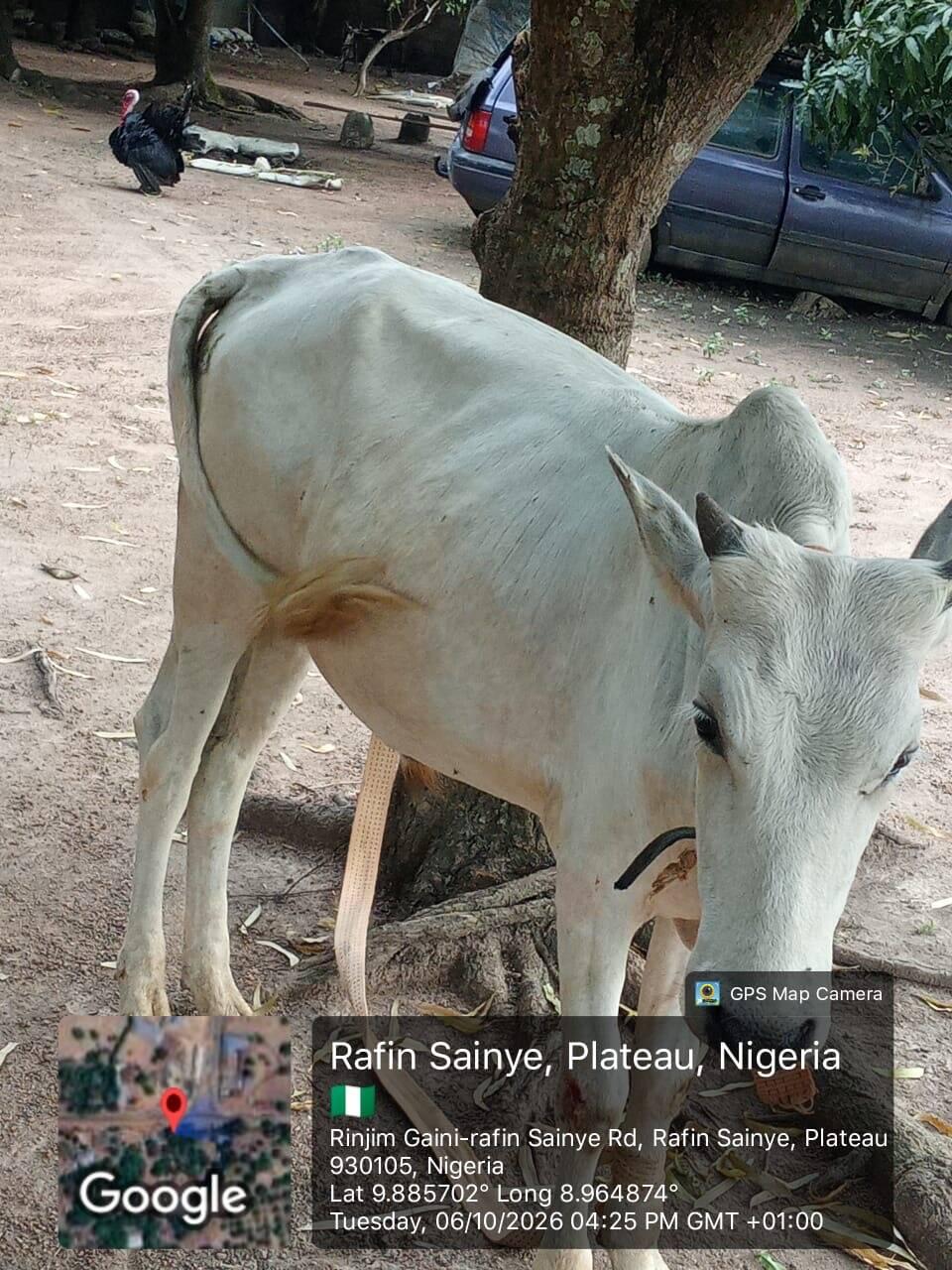 Troops intercept cattle after reported farmland destruction…
