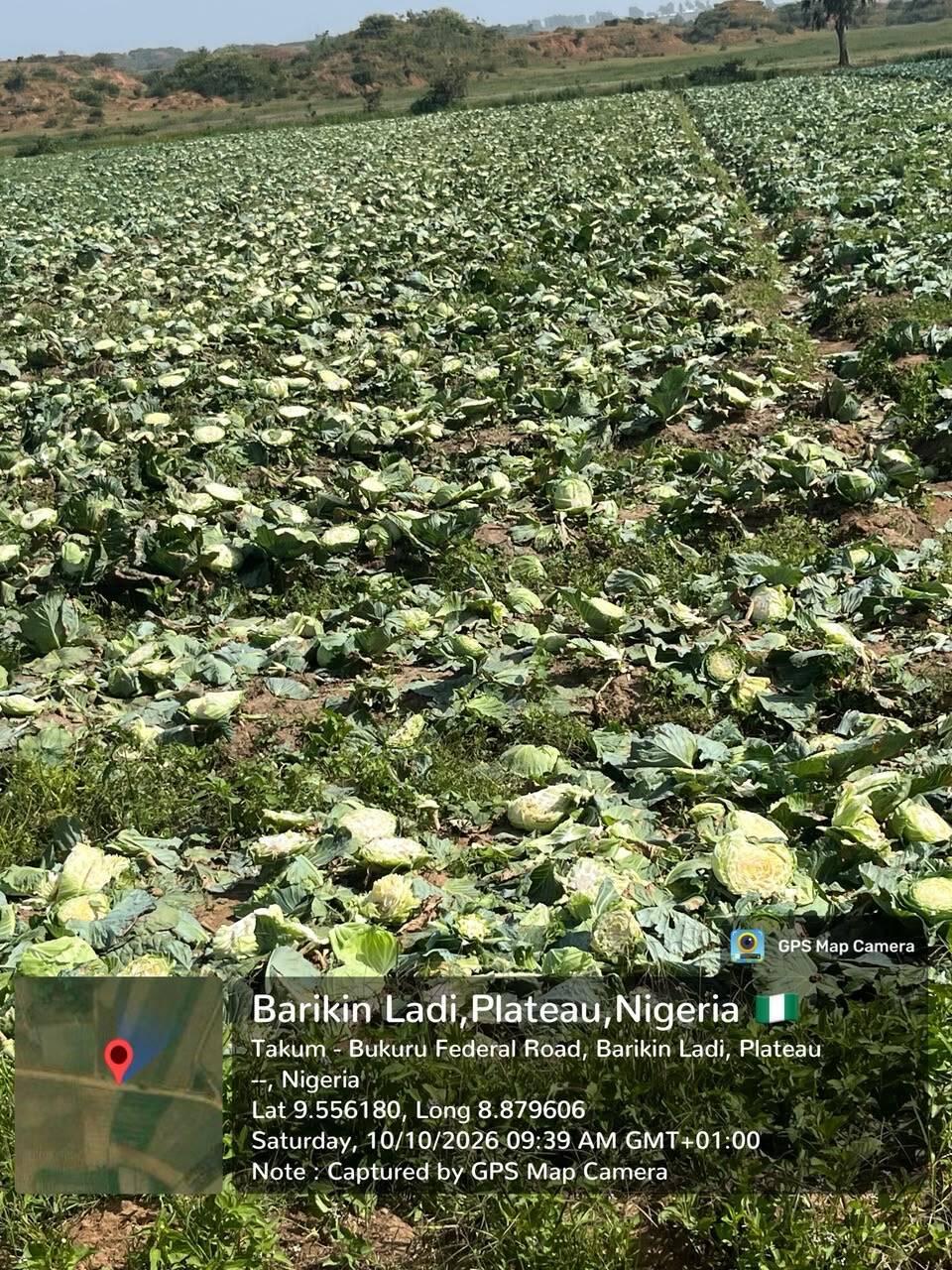 Suspected herders Destroy Large Portion of Cabbage…