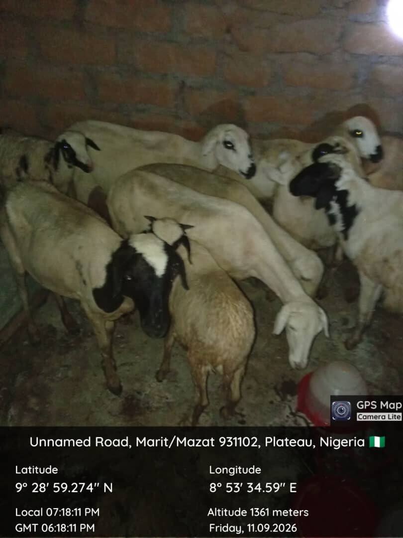 Troops intercept 10 rams after suspected herders flee…