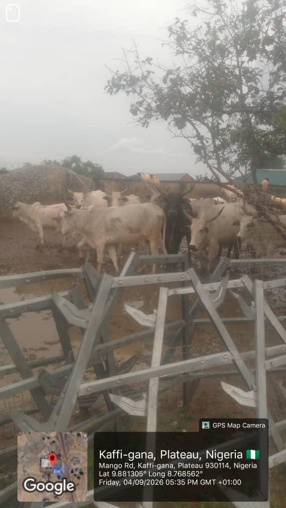 Troops mediate as 24 cows found grazing on farmland…