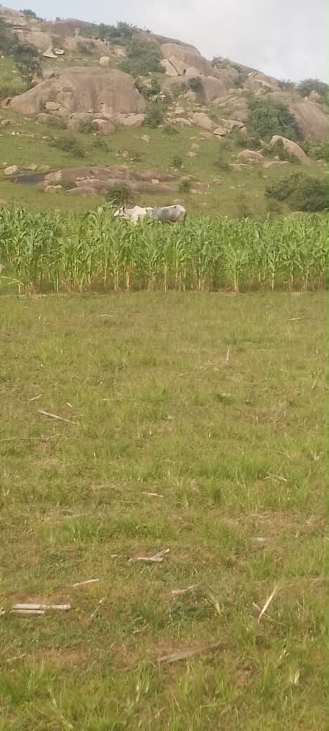 Troops Intercept 40 Cattle Over Alleged Farm Destruction…