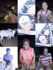 Troops arrest cattle rustlers, neutralise armed criminals&hellip;