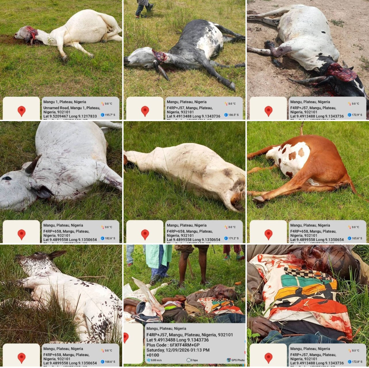 Mwaghavul Militia Killed Three herders, Slaughter 36…