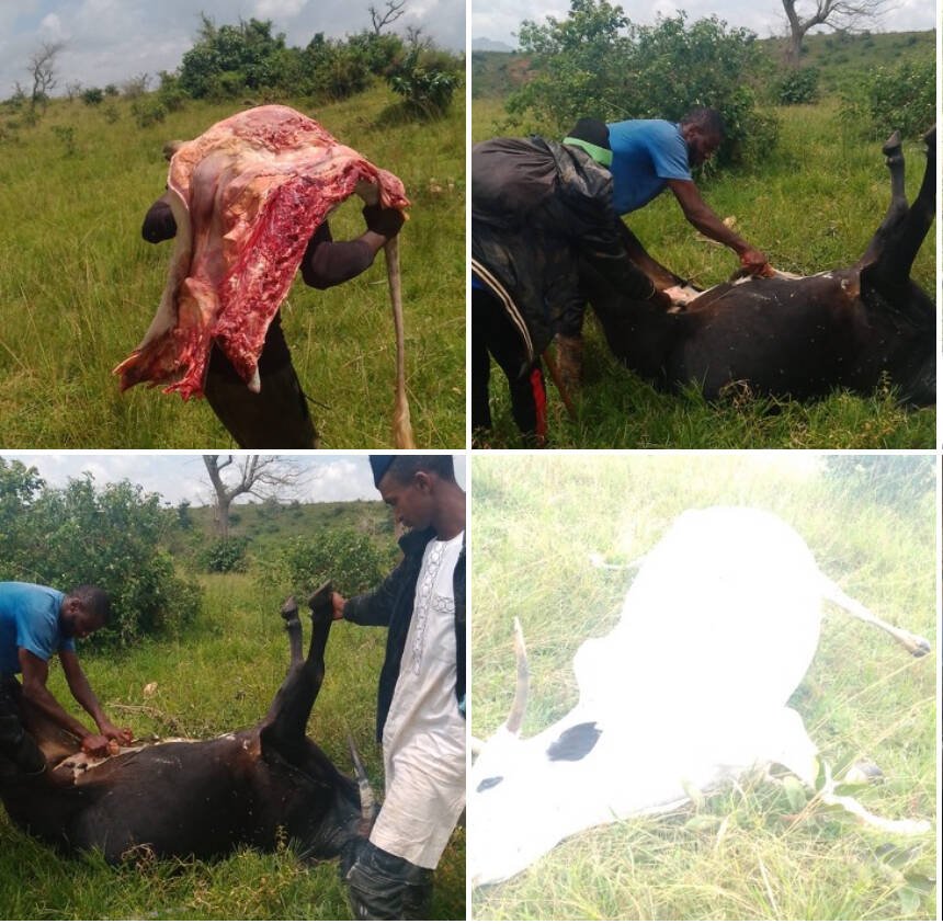 One cow dies, two slaughtered after suspected poisoning…