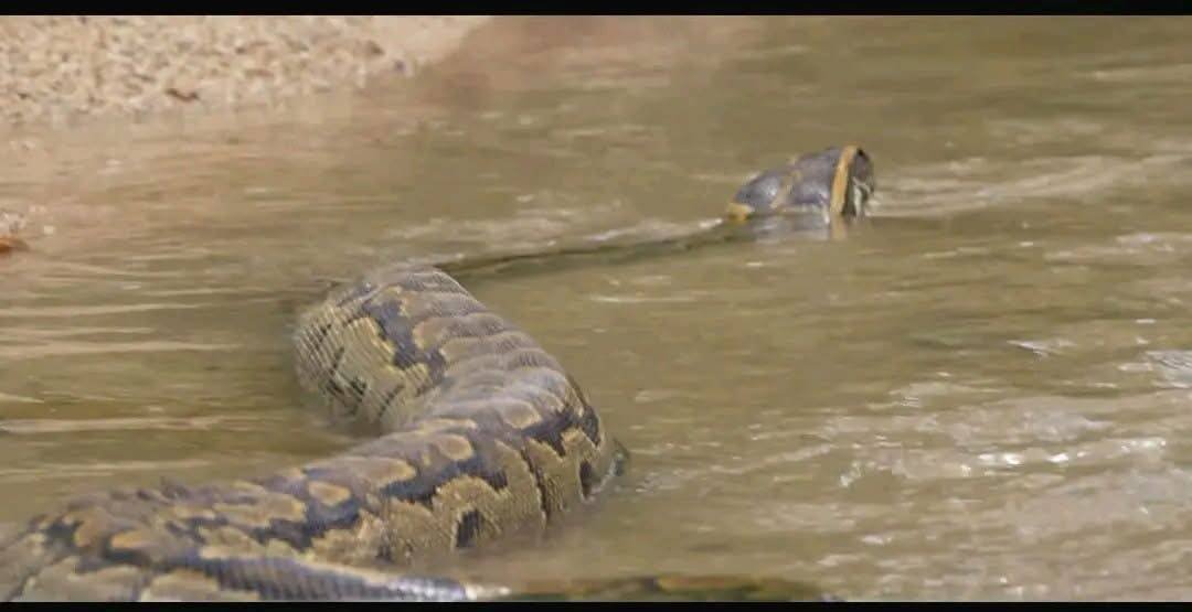Chad releases Seba python into Zah Soo National Park