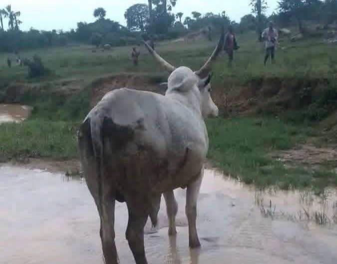Suspected Mwaghavul Militia Attack on Herders Reported…