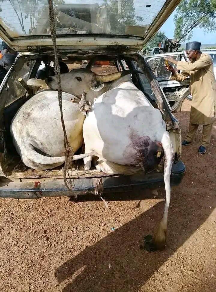 Four cows shot by Berom Militia in targeted attack…