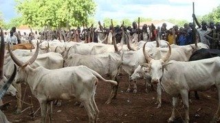 Gunmen attack Fulani settlement in Niger, rustle 200&hellip;