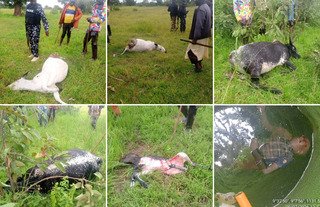 Missing herder, four livestock killed by suspected&hellip;