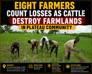 Eight Farmers Count Losses as Cattle Destroy Farmlands&hellip;