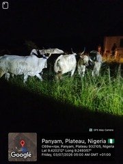 Troops Recover Nine Cattle Rustled in Mangu,  in Plateau,&hellip;
