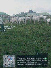 Troops  Recover 22 Stray Cattle After Farmland Destruction&hellip;