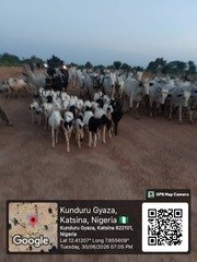 Troops Recover Rustled Livestock, Repel Terrorists&hellip;