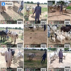 Troops Recover 117 Rustled Livestock, Return Them to&hellip;