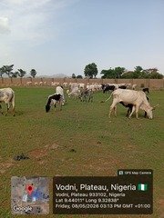 Troops Intercept 148 Cattle, 4 Rams in Alleged Illegal&hellip;