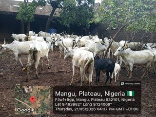 Troops recover  39 cattle after the owner&hellip;