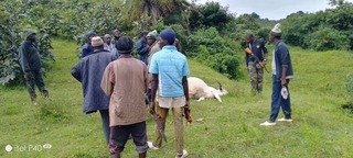 Four Cattle Killed in Attack by Militia  in Plateau’s&hellip;