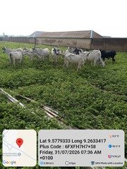 Troops Impound 28 Livestock Over Illegal Grazing, Farm&hellip;