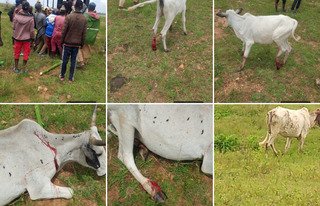Troops Avert Reprisal Attack After Berom Militia  Kill&hellip;