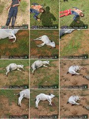 Berom Militia Killed three Fulani Harders, shots 25&hellip;