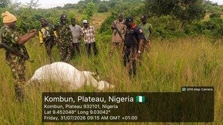 Two Cows Shot Dead in Plateau as Troops Warn Herders&hellip;