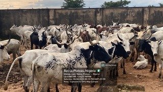 Troops Intercept 55 Cows, Arrest 13-Year-Old Herder&hellip;
