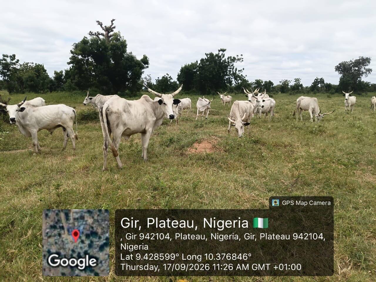 Terrorist kingpin releases 18 rustled cattle following…