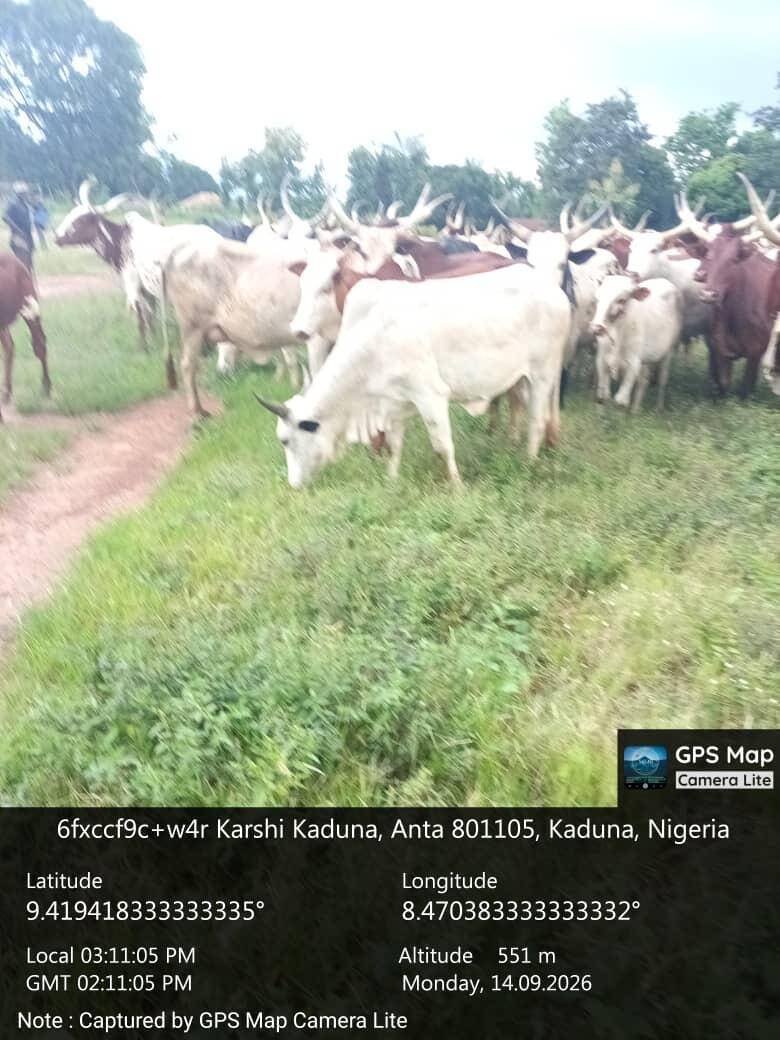 Troops intercept cattle allegedly destroying farmlands…