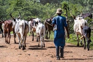 Two suspects arrested over killing of cows in Benue