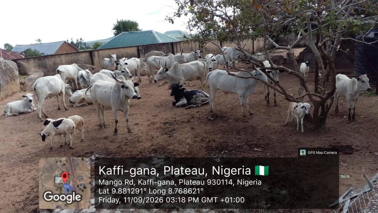 Troops intercept 22 cows, six sheep after alleged farm…